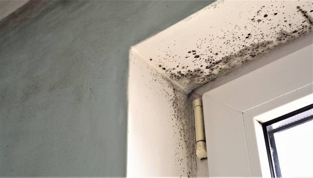 Mold Remediation for Vacation Homes in Orchard Homes, MT