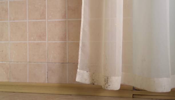 Best Mold-Related Health Consultation  in Orchard Homes, MT
