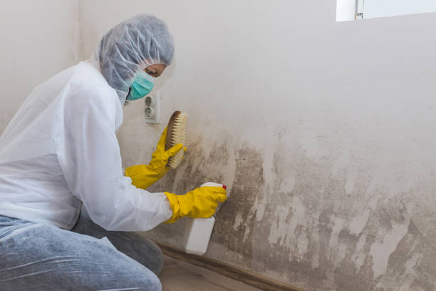 Best Environmental Consulting for Mold Prevention  in Orchard Homes, MT