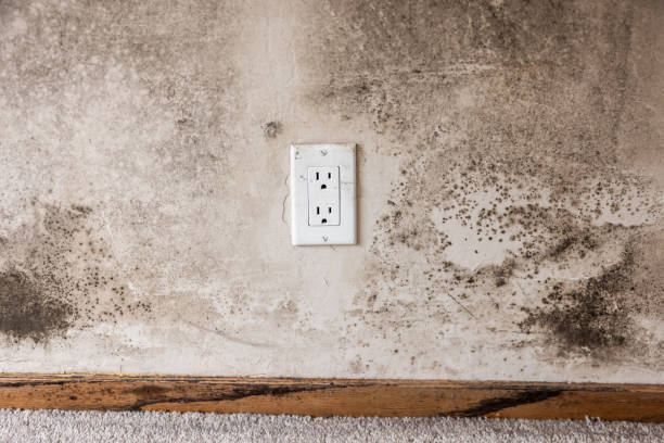 Best Post-Construction Mold Inspection  in Orchard Homes, MT