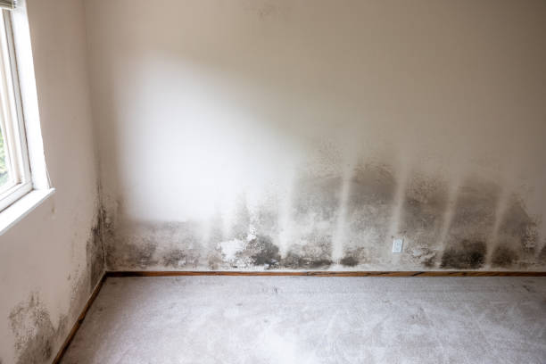 Best Mold Remediation for Healthcare Facilities  in Orchard Homes, MT